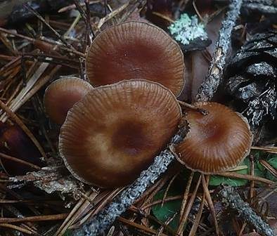 Zimtrötlicher Rübling, Foto 4