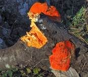 Zinnoberrote Tramete, Foto 44