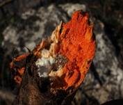 Zinnoberrote Tramete, Foto 47