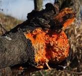 Zinnoberrote Tramete, Foto 48