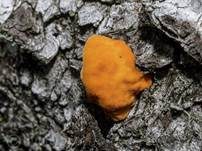 Zinnoberrote Tramete, Foto 62