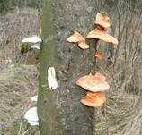Zinnoberrote Tramete, Foto 9