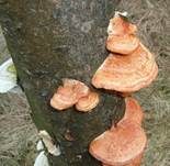Zinnoberrote Tramete, Foto 11