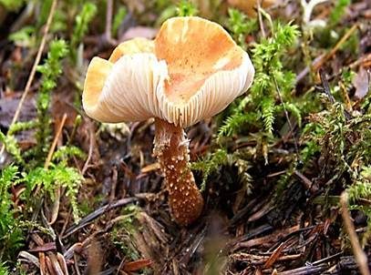 Zinnoberbrauner Körnchenschirmling, Foto 2