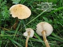 Zinnoberbrauner Körnchenschirmling, Foto 26