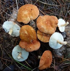Zinnoberbrauner Körnchenschirmling, Foto 5