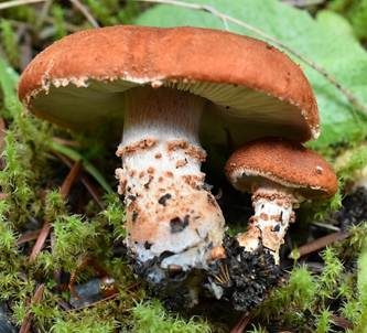 Zinnoberbrauner Körnchenschirmling, Foto 6