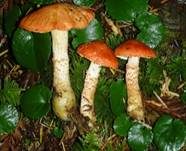 Zinnoberbrauner Körnchenschirmling, Foto 7
