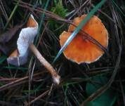 Zinnoberbrauner Körnchenschirmling, Foto 8