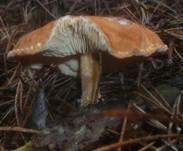 Zinnoberbrauner Körnchenschirmling, Foto 9