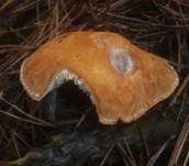 Zinnoberbrauner Körnchenschirmling, Foto 10