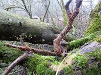 Zinnoberroter Pustelpilz, Foto 17