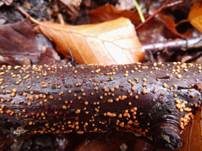 Zinnoberroter Pustelpilz, Foto 19