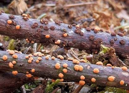 Zinnoberroter Pustelpilz, Foto 4