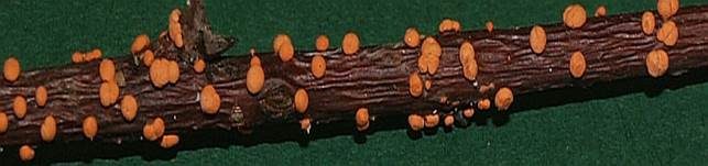 Zinnoberroter Pustelpilz, Foto 26
