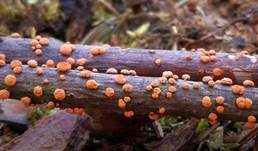 Zinnoberroter Pustelpilz, Foto 32