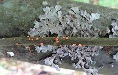 Zinnoberroter Pustelpilz, Foto 34