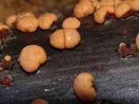 Zinnoberroter Pustelpilz, Foto 41