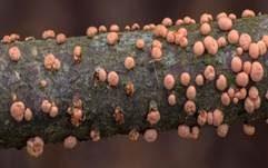 Zinnoberroter Pustelpilz, Foto 6