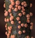Zinnoberroter Pustelpilz, Foto 7