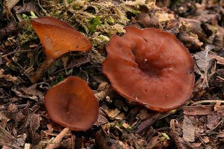 Anemonenbecherling, Foto 2