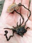 Anemonenbecherling, Foto 13