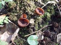 Anemonenbecherling, Foto 15