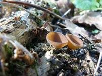 Anemonenbecherling, Foto 16