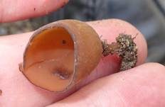 Anemonenbecherling, Foto 20