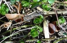 Anemonenbecherling, Foto 22