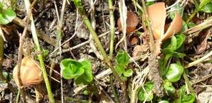 Anemonenbecherling, Foto 23