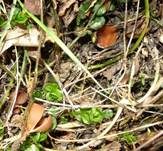 Anemonenbecherling, Foto 25
