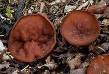 Anemonenbecherling, Foto 26