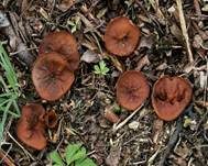 Anemonenbecherling, Foto 27