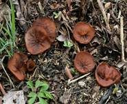 Anemonenbecherling, Foto 28
