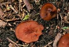 Anemonenbecherling, Foto 29