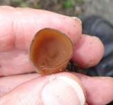 Anemonenbecherling, Foto 30