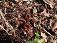 Anemonenbecherling, Foto 32