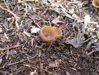 Anemonenbecherling, Foto 34