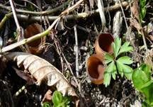 Anemonenbecherling, Foto 6