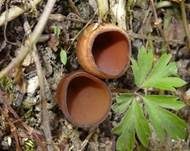 Anemonenbecherling, Foto 7