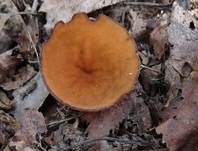 Anemonenbecherling, Foto 10