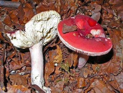 Zinnoberroter Täubling, Foto 2