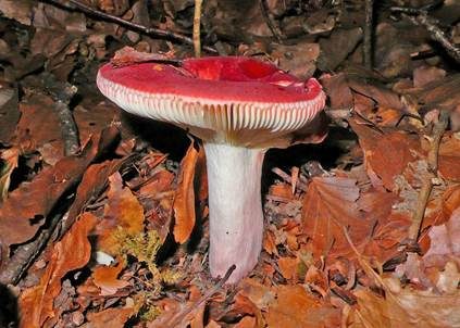 Zinnoberroter Täubling, Foto 3