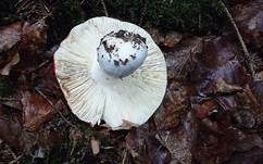 Zinnoberroter Täubling, Foto 18