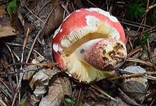 Zinnoberroter Täubling, Foto 7