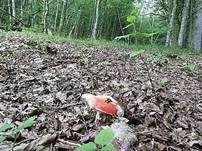 Zinnoberroter Täubling, Foto 10