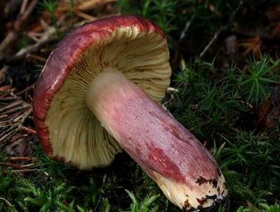 Zitronenblättriger Täubling, Foto 3