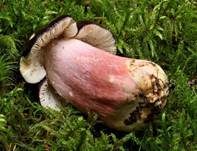 Zitronenblättriger Täubling, Foto 14