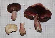 Zitronenblättriger Täubling, Foto 19